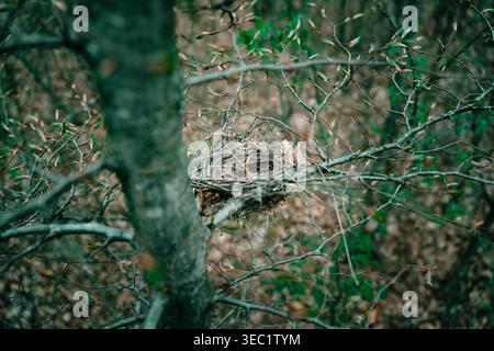 Empty bird nest on tree branch in forest, spring woodland wildlife concept Stock Photo