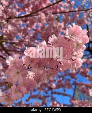 Pink cherry blossoms on flowering ornamental tree branches. Sakura tree in early spring.  Stock Photo
