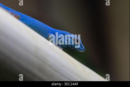 Electric blue day gecko on white leaf with dark tropical background Stock Photo