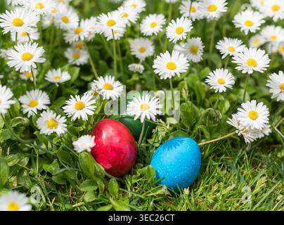 Three colorful Easter eggs in red, blue and green placed among blooming daisies in a sunny spring meadow. Natural sunlight creates soft shadows from t Stock Photo