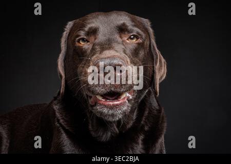 Front view of labrador with open mouth and visible teeth on dark background for pet branding visuals Stock Photo