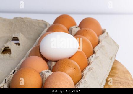 A white egg rests on top of the package of brown eggs. Stock Photo