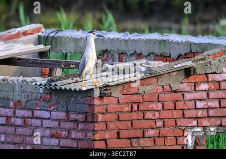 A black-crowned night heron stands on the weathered, broken roof of an old brick building in Donggang, Chiayi County, Taiwan, during a summer afternoo Stock Photo