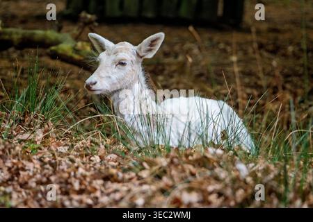 Albino fallow deer doe resting in woodland. Stock Photo
