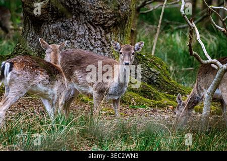 AlbFallow deer does resting in woodland scene. Stock Photo