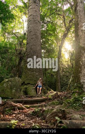 A woman rests on the ground beside a large tree in a dense forest. Sunlight filters through the canopy above, creating spots of light on the forest fl Stock Photo
