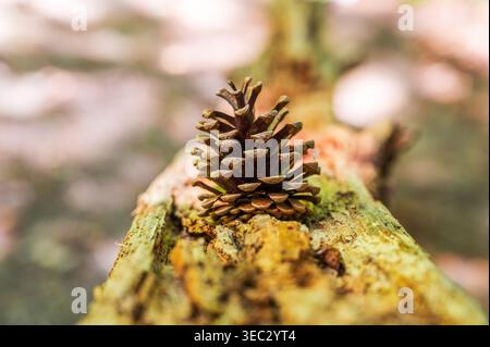Close-up of a single brown pine cone resting on a mossy tree branch in the forest Stock Photo