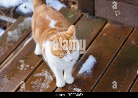 Ginger And White Cat On Wooden Deck With Snow Patches Looking Outdoors In Winter Light Stock Photo