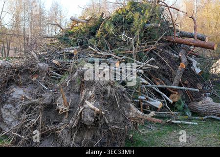 Pile of cut tree branches and uprooted stump after forest clearing and land maintenance work Stock Photo