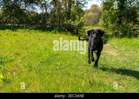 Playful black Labrador puppy running through a countryside field and splashing through water on a sunny day in rural England, capturing energy Stock Photo