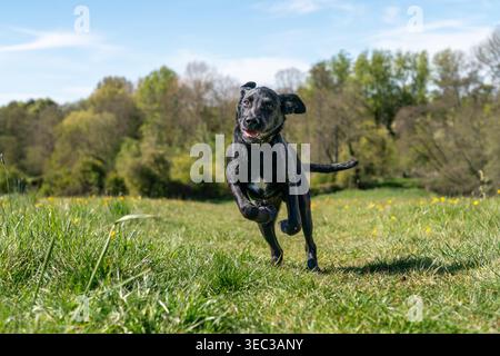Playful black Labrador puppy running through a countryside field and splashing through water on a sunny day in rural England, capturing energy Stock Photo