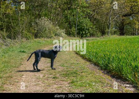 Playful black Labrador puppy running through a countryside field and splashing through water on a sunny day in rural England, capturing energy Stock Photo