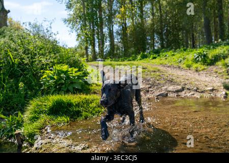 Playful black Labrador puppy running through a countryside field and splashing through water on a sunny day in rural England, capturing energy Stock Photo