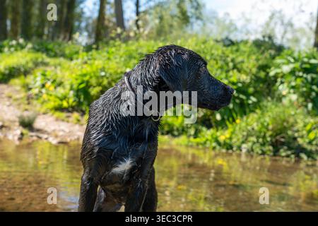 Playful black Labrador puppy running through a countryside field and splashing through water on a sunny day in rural England, capturing energy Stock Photo