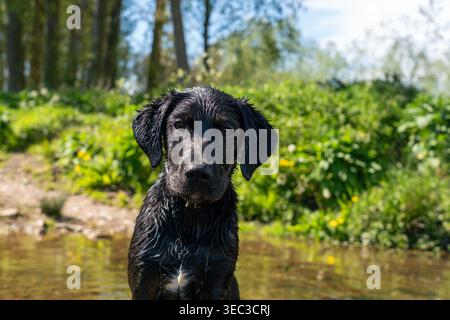 Playful black Labrador puppy running through a countryside field and splashing through water on a sunny day in rural England, capturing energy Stock Photo