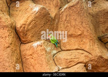 Parrot sitting on the yellow stoned wall  Stock Photo