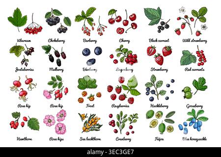 Vector food icons of berries. Colored sketch of food products. Black currant, red currant, wild strawberry Stock Vector
