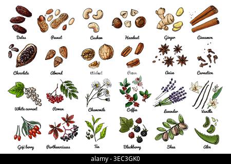 Vector food icons of nuts, berries, herbs. Colored sketch of food products. Dates, peanuts, chocolate grains, almonds Stock Vector