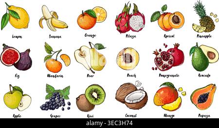Set of fruits drawn a line on a white background. Vector sketch. Sketch line. Pitaya, apricot, pineapple, peach, pomegranate, avocado, coconut, mango, Stock Vector
