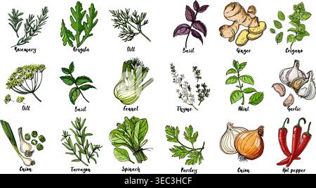 Herbs. Spices. Italian herb drawn black lines on a white background. Vector illustration. Basil, ginger, origano, Thame, mint, garlic, parsley, onion, Stock Vector