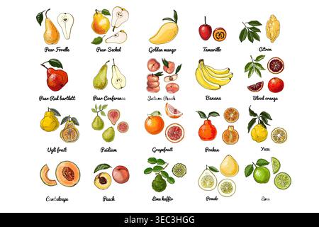 Vector food icons of fruits. Colored sketch of food products. Citrus. Pear red bartlett, conference, saturn peach, bananas, tamarillo Stock Vector