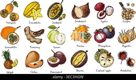 Fruits drawn by a line on a white back. Salak, Lychee, longan, Kiwano, Mangosteen, Physalis, Rambutan, Kumquat, Carambola, Jackfruit, Granadilla, Pass Stock Vector