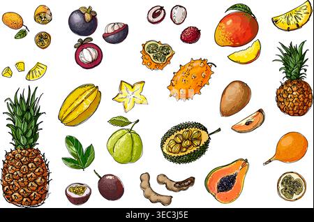 Fruits from Thailand. Food sketch lines. Kumquat, Carambola, Jackfruit, Granadilla, Passionfruit, Guava, Tamaring, Pineapple, durian. Fruits drawn by Stock Vector