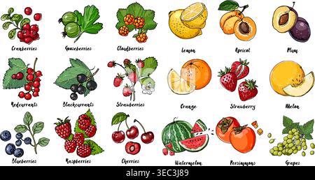 Set of fruits, berries and leavesdrawn a line on a white background. Vector sketch. Sketch line. Lemon, apricot, plum, orange, strawberry, melon, wate Stock Vector
