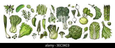 Food vector Green Colored vegetables and fruits on a white background. Cabbage, onion, lettuce, herbs, cucumber, fennel Stock Vector