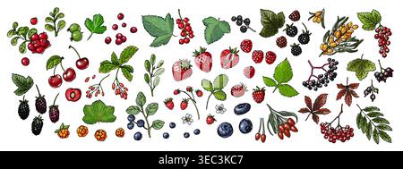 Food vector berries. Colored sketch of food products. Black currant, red currant, wild strawberry, wild strawberry, rosehip flowers, cherry, mountain Stock Vector