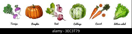 Hand Drawn Vector Set of Vegetables Carrot, Beet, Pumpkin, Cabbage, Turnip, Lettuce Stock Vector