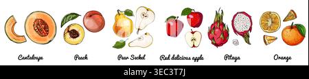 Hand Drawn Vector Set of Fruits Melon, peach, pear, red apple, dragon fruit, orange Stock Vector