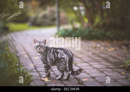 This stunning cat with its striking markings is captured in a natural outdoor environment, showcasing its beauty Stock Photo