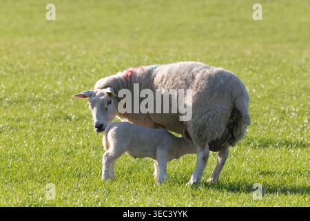 A Young Lamb Feeding from Its Mother in a Grassy Field in Spring Sunshine Stock Photo
