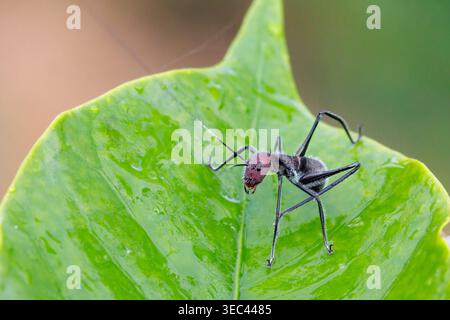 Leaf Katydids Subfamily Phaneropterinae nymph resting on a wet green leaf Stock Photo