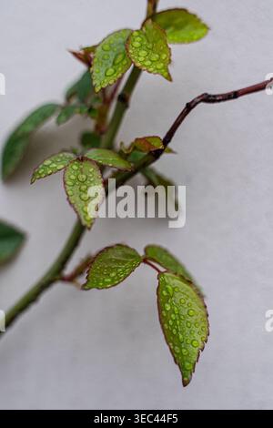 Close-up of raindrops on the leaves of a Rose bush by a grey wall Stock Photo
