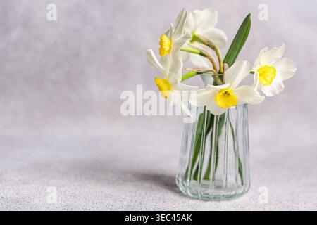 Close-up of a bunch of fresh daffodils in a glass Vase in front of a grey background Stock Photo