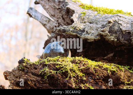 Glass Ball In Tree Stump Stock Photo