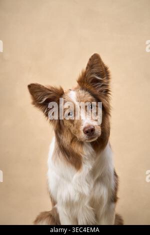 A brown and white Border Collie sits and tilts its head, creating a curious pose. Stock Photo