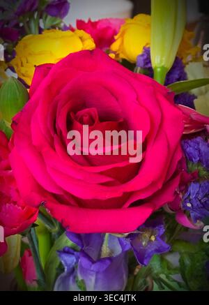 A fresh Red Rose in an indoor center. Stock Photo