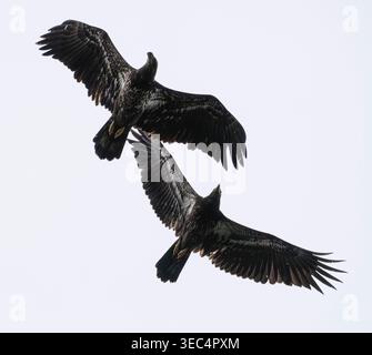 Two juvenile bald eagles (Haliaeetus leucocephalus) fly over Galiano Island in British Columbia, Canada. Stock Photo