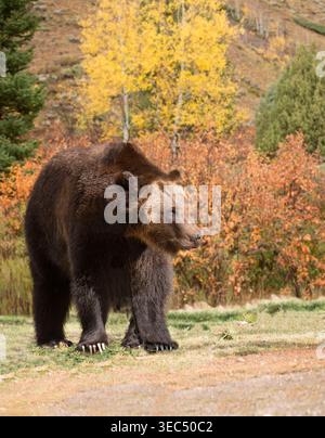 Grizzly bear walking through meadow with fall colors of autumn in Yellowstone National Park, Wyoming USA Stock Photo