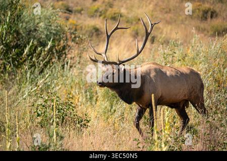 Bull elk with large antlers walking in Rocky Mountain meadow, Colorado, USA Stock Photo