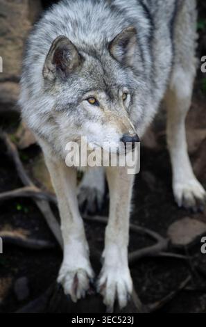 Lone, grey wolf with dramatic eyes searches for prey in the forests of Quebec, Canada. Vertical. Stock Photo