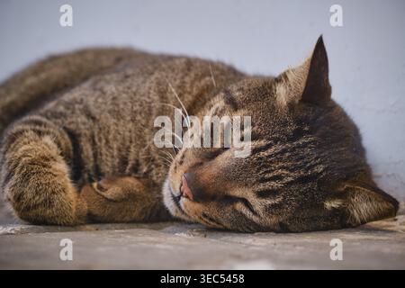 sleeping tabby cat lying on ground outdoor peaceful animal rest Stock Photo