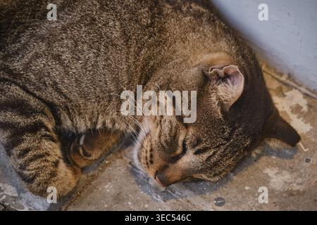 sleeping tabby cat lying on ground outdoor peaceful animal rest Stock Photo
