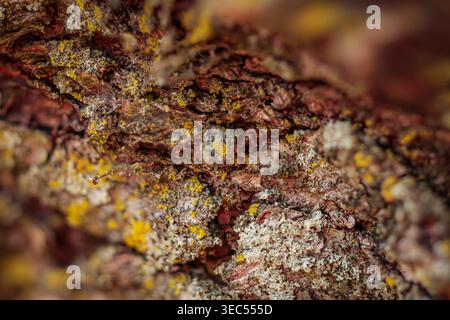 Macro photograph of rugged tree bark heavily covered in vibrant yellow and white lichen and moss with fine spider webs, forming a complex texture Stock Photo