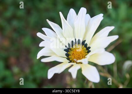 white gazania flower with black ring and yellow center, pointed petals on green foliage background, top view closeup with soft focus Stock Photo
