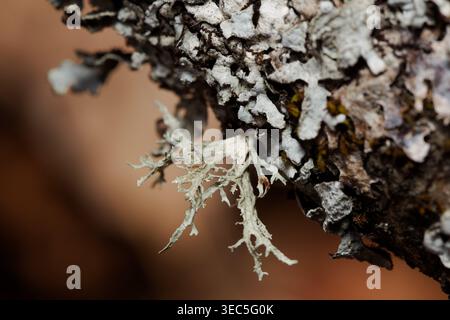 Ramalina farinacea lichen on a tree branch Stock Photo