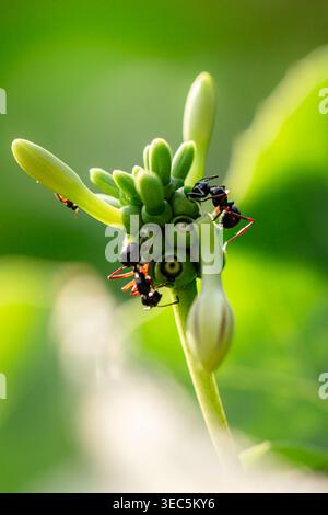 Black Ants Crawling on The Stem of a Small Flower Bud Stock Photo